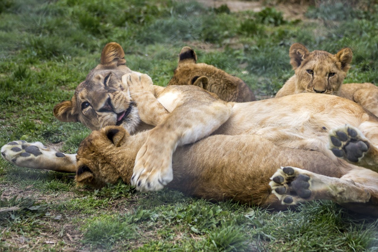 Løveung i Kruger Nationalpark i Sydafrika