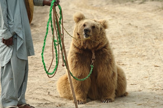 Bjørnen Kainat blev udnyttet til bjørne-hundekampe i Pakistan, inden hun blev reddet og fik et nyt liv i Balkasar-bjørnereservatet.