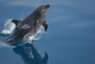 Delfin springer