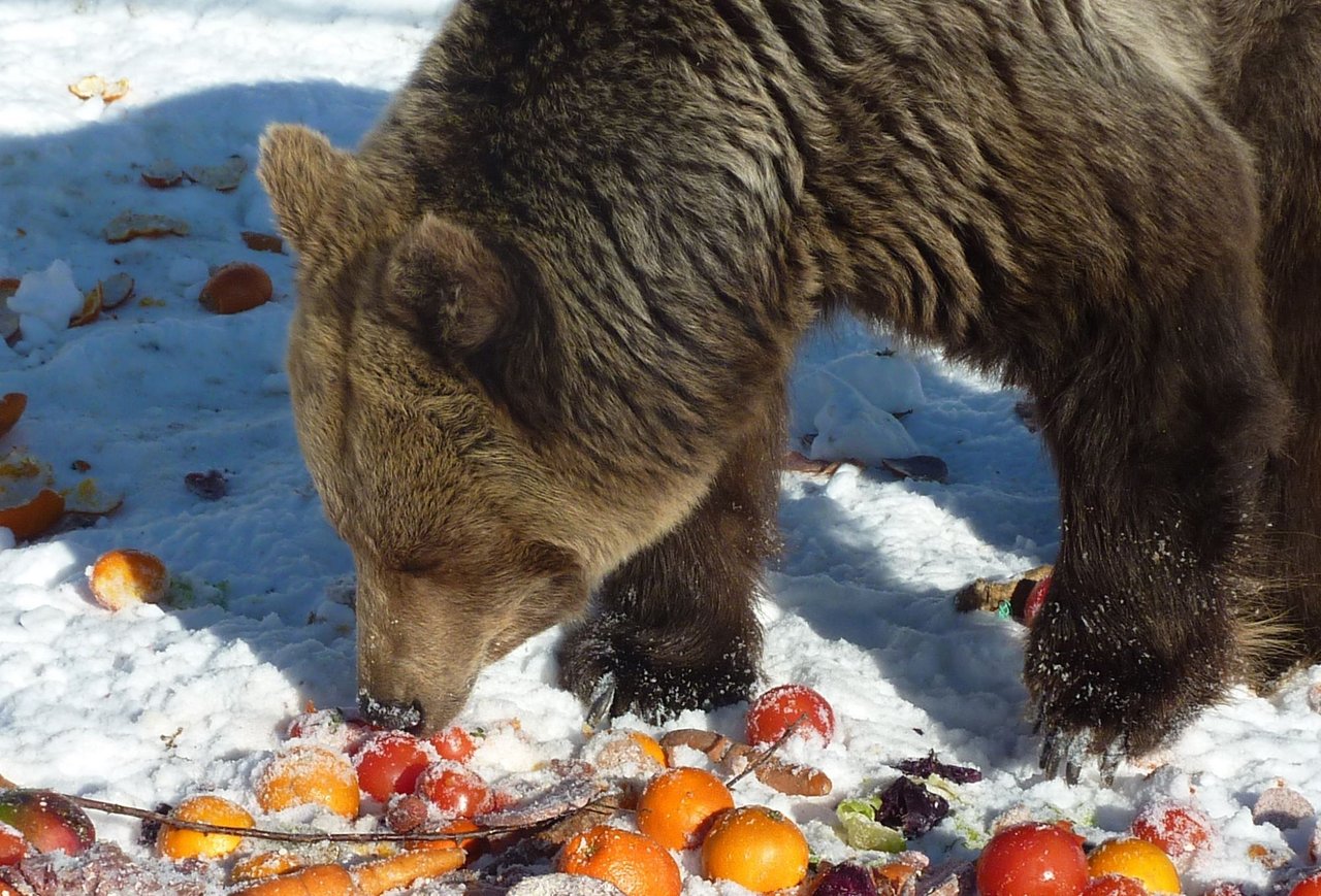 Maxie har fået nyt mod på livet under de beskyttede forhold i bjørnereservatet Libearty i Rumænien. Foto: AMP