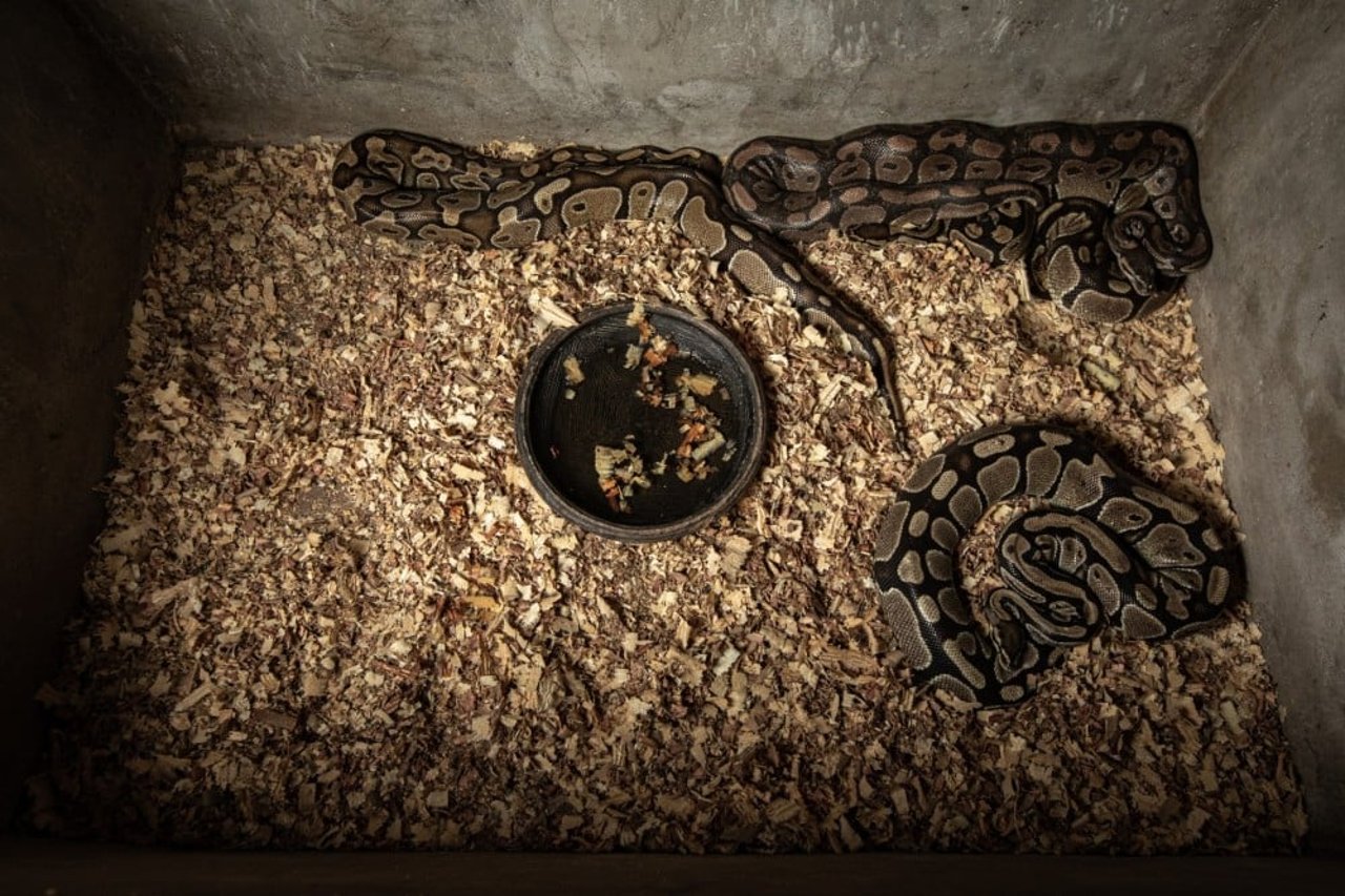 En slangefarm i Ghana