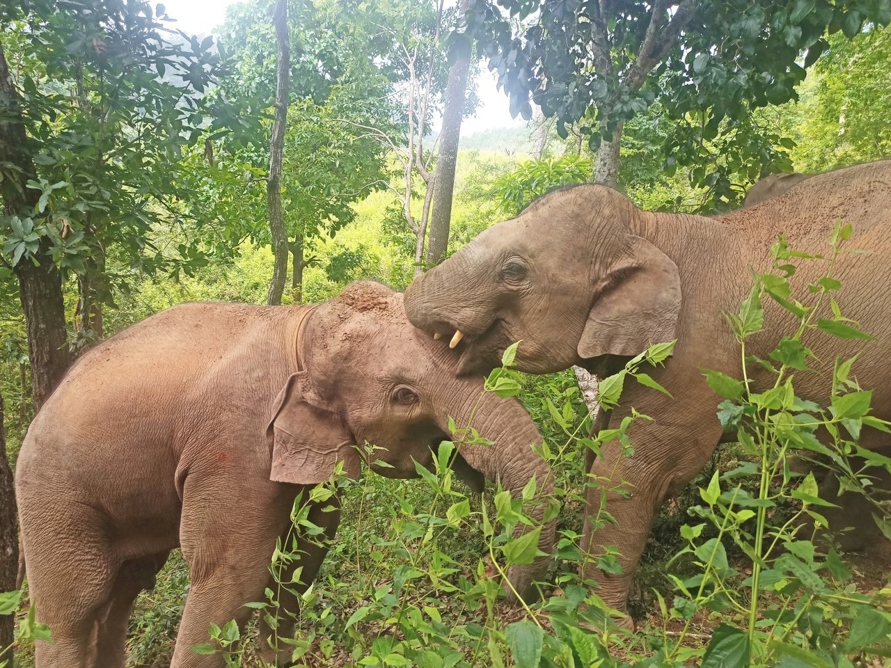 Elefanten Mayura og hendes mor Mae Gorgae i den elefantvenlige lejr ChangChill i Thailand.