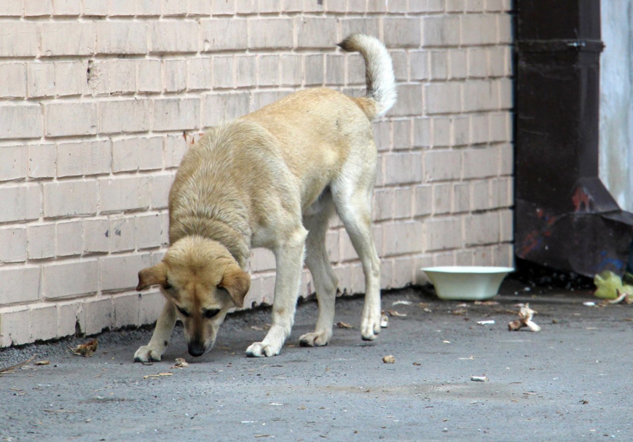 gadehund-serbien