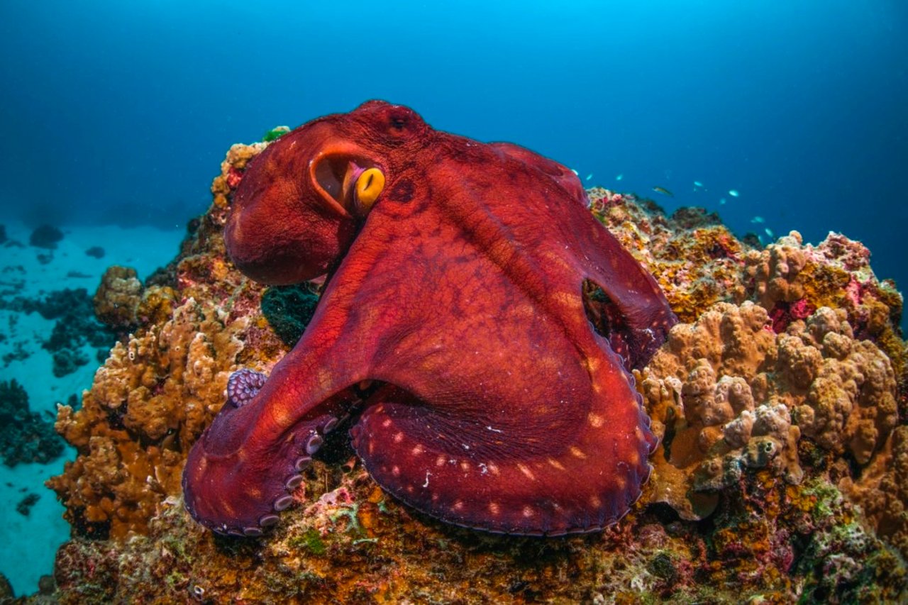 Rød blæksprutte
