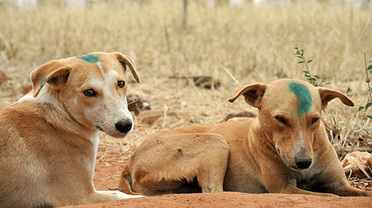 vaccinerede-hunde-kenya