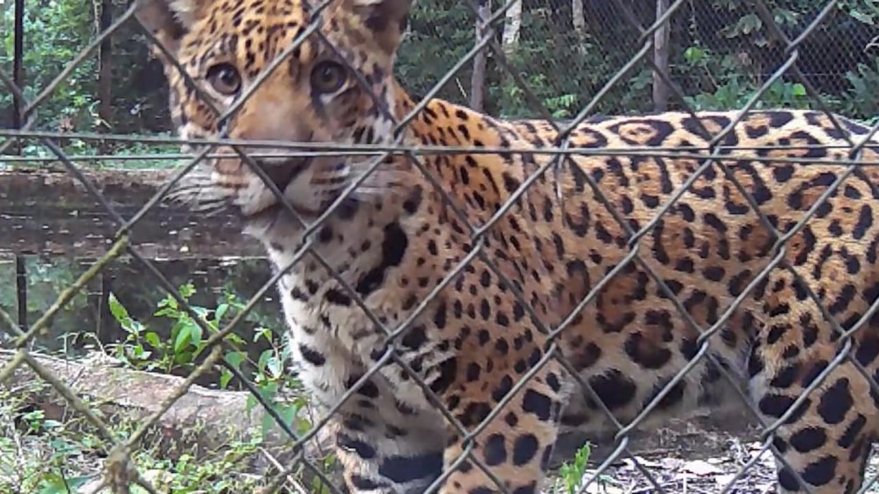Jaguaren Xama kigger ud gennem hegn