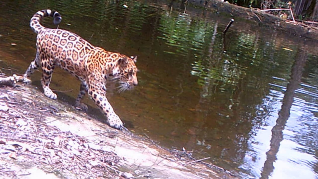 Jaguaren Xama leger ved vandet