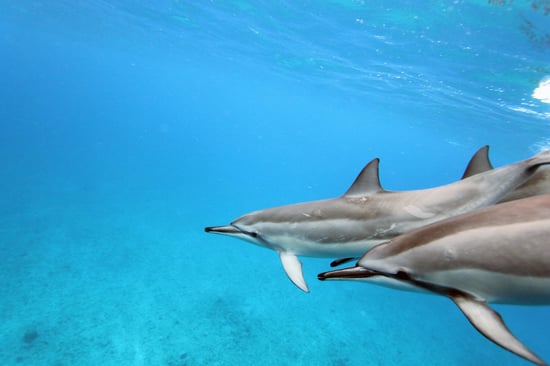 En delfinflok svømmer i havet ud for Oahu, Hawaii