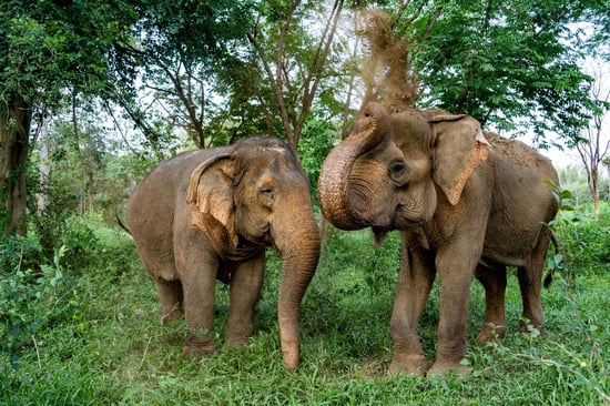Elefanterne Kamoon og Malee nyder livet i elefantreservatet Somboon Legacy Foundation i Thailand.