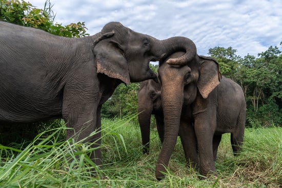 Elefanter nyder hinandens selskab i naturlige omgivelser