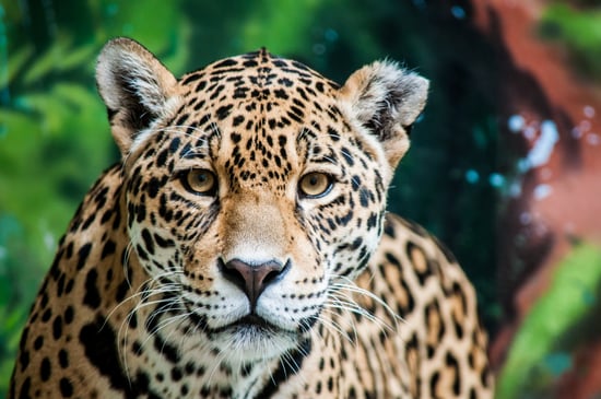 Close-up af jaguar