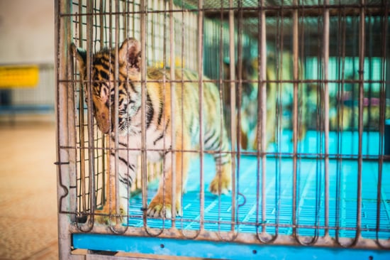 Tigerunge i bur ved thailandsk turistattraktion presser panden mod tremmerne.