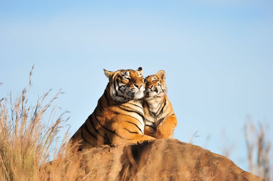 Tigermor med sin unge i naturen