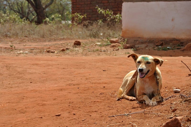 A dog in Kenya who has just been vaccinated against rabies