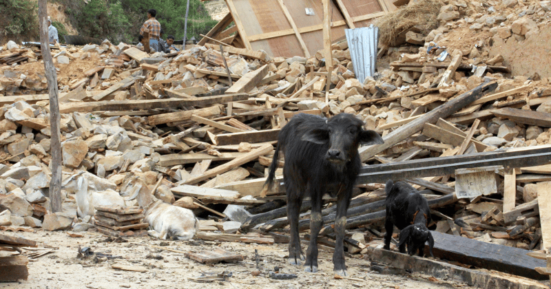 Nepals dyr har mere end nogensinde brug for hjælp