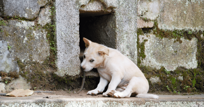De fleste af Europas millioner af herreløse hunde lever en kummerlig tilværelse
