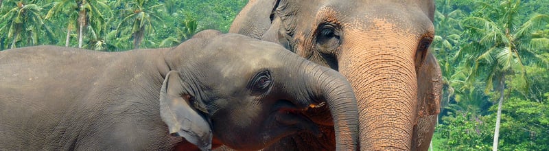 Elefanter hører til i naturen - ikke i turismebranchen