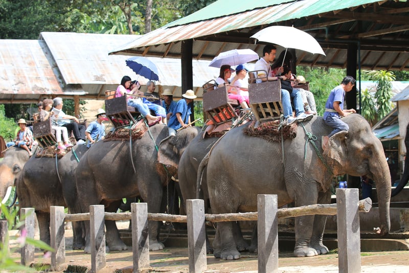 Elephants set off with tourists for a ride. 