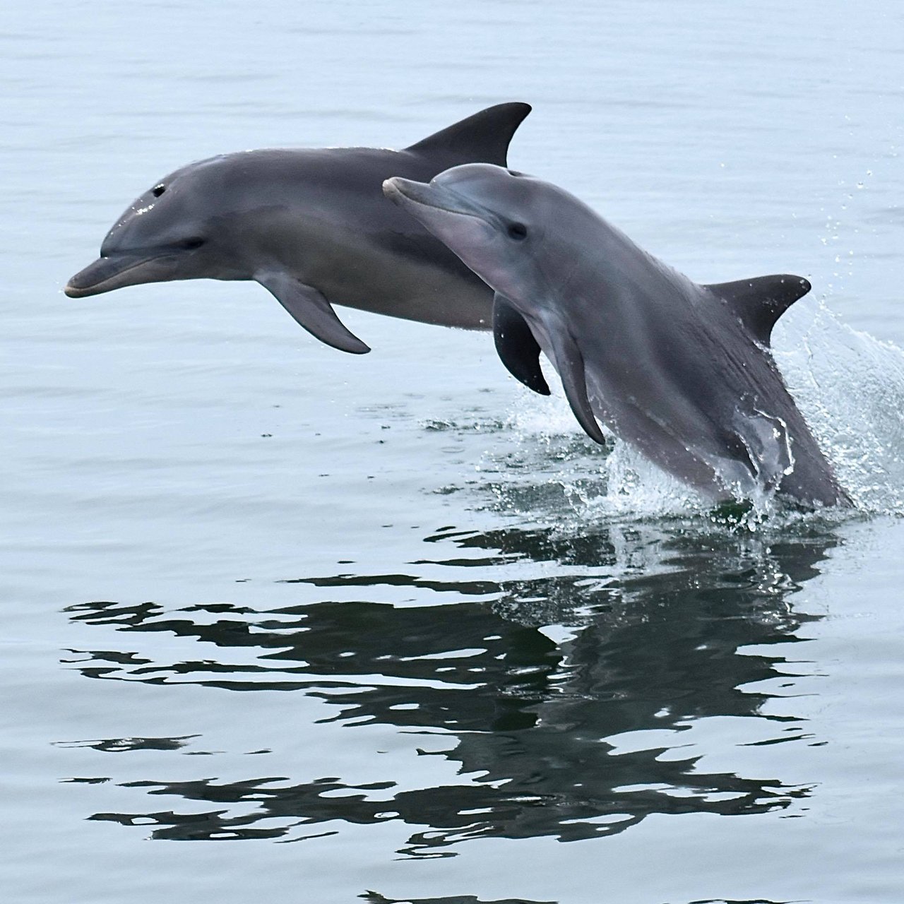 Delfiner boltrer sig i havet i Mandurah, Vestaustralien. Kreditering: Mandurah Cruises