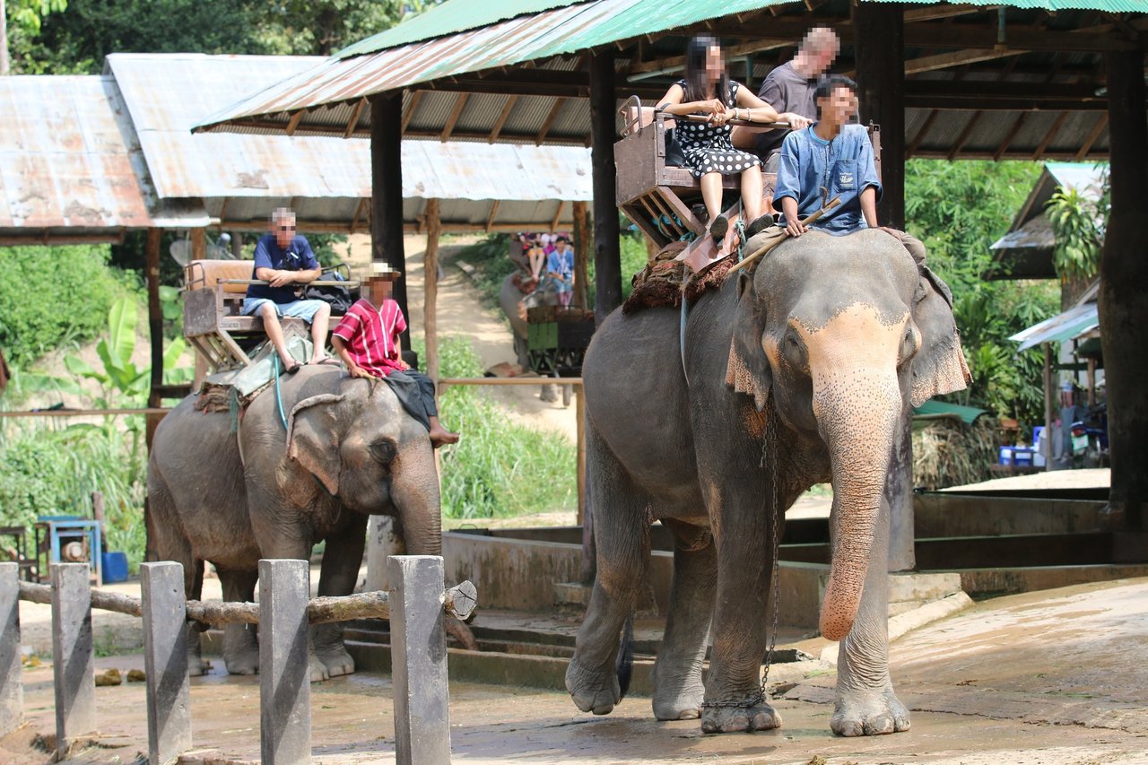 Elefanter med turister på ryggen.