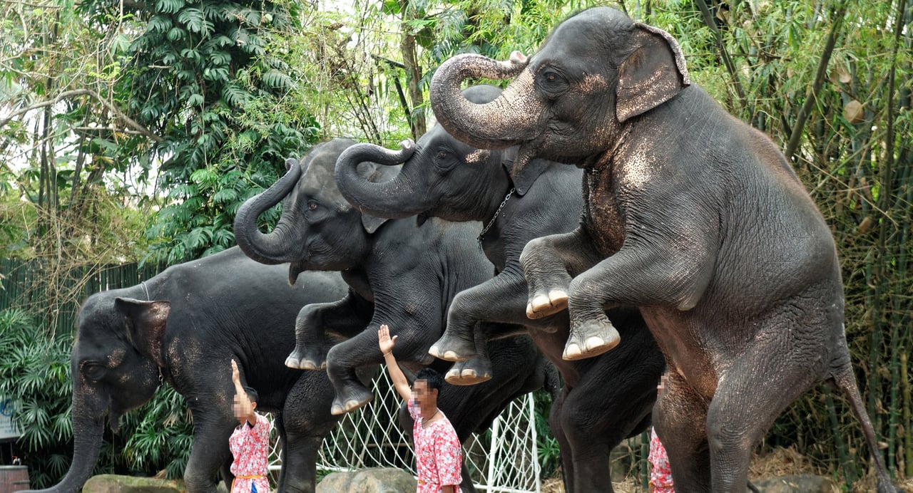 Elefanter optræder i show ved turistattraktion i Thailand.