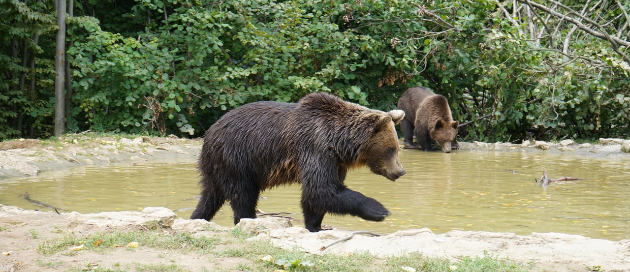 Reddede bjørne ved vandhil i Libearty Bjørnereservat i Rumænien