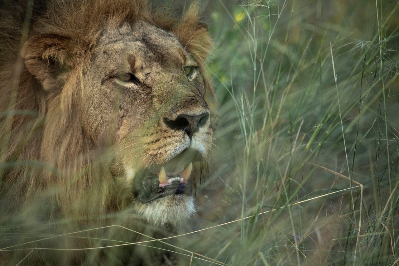 En hanløve i nationalpark i Zimbabwe