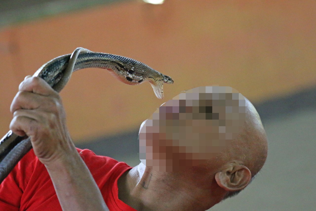 Slangetæmmer, der 'kysser kobra', optræder for turister i Thailand