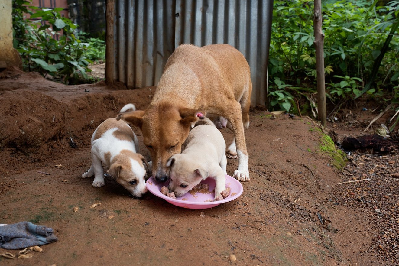 En morhund og hendes hvalpe får mad efter oversvømmelser og mudderskred i Sierra Leone.