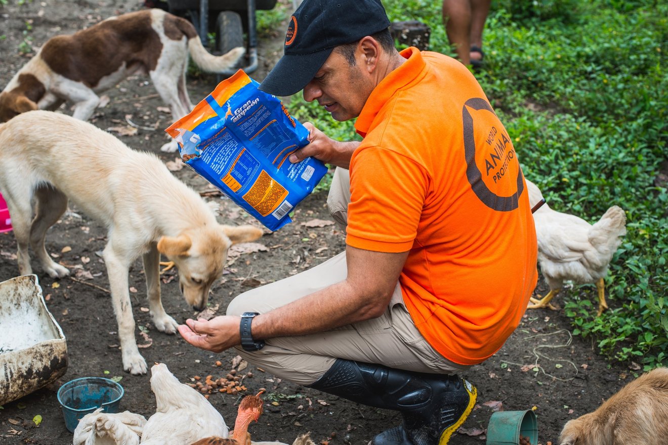 En World Animal Protection-medarbejder fodrer sultne hunde efter oversvømmelser i Costa Rica.