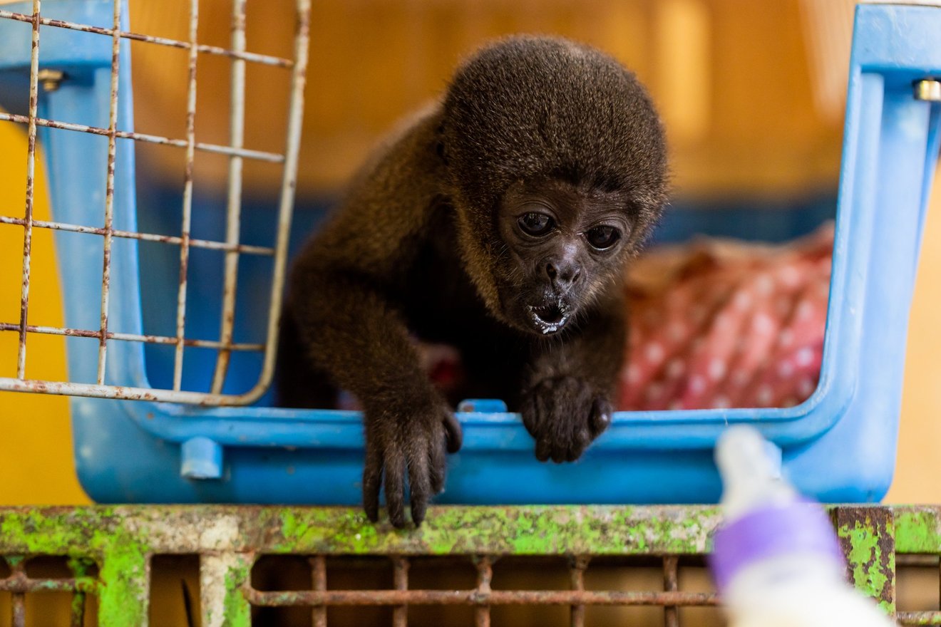 En abe, der er reddet fra skovbrande i Brasilien, får sutteflaske.