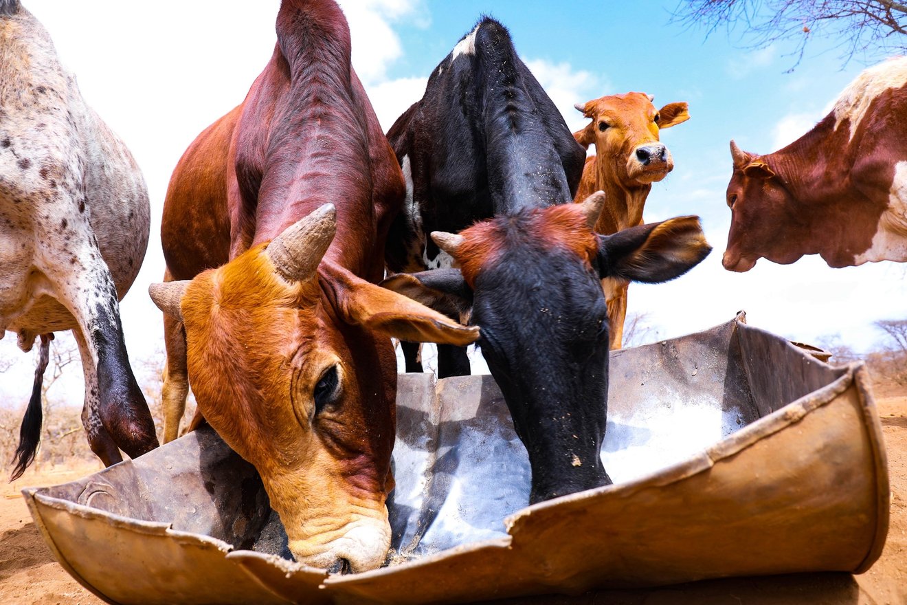 Køer får foder og vand under tørke i Kenya.