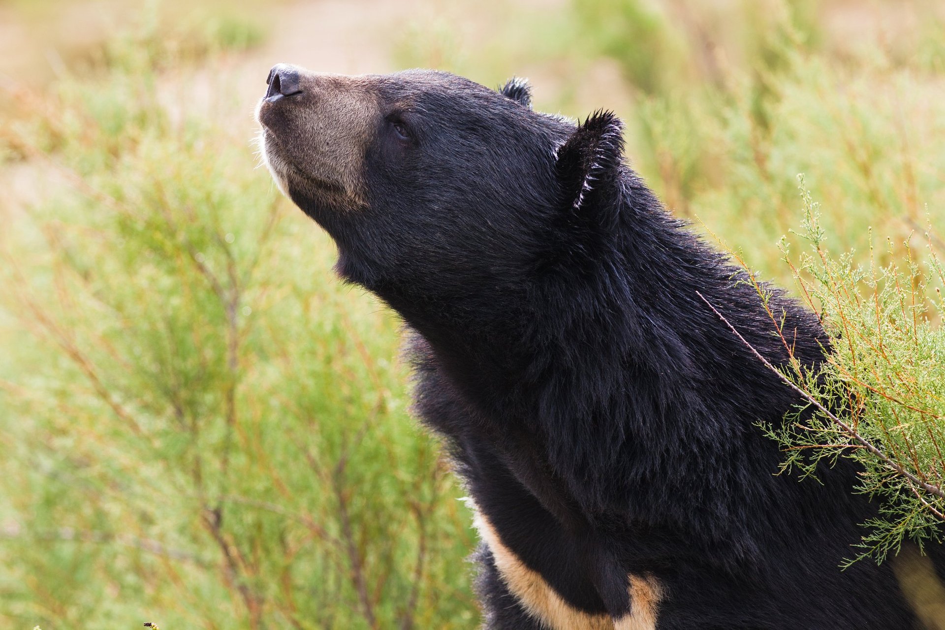 Kravebjørne i naturen indsnuser den friske luft.