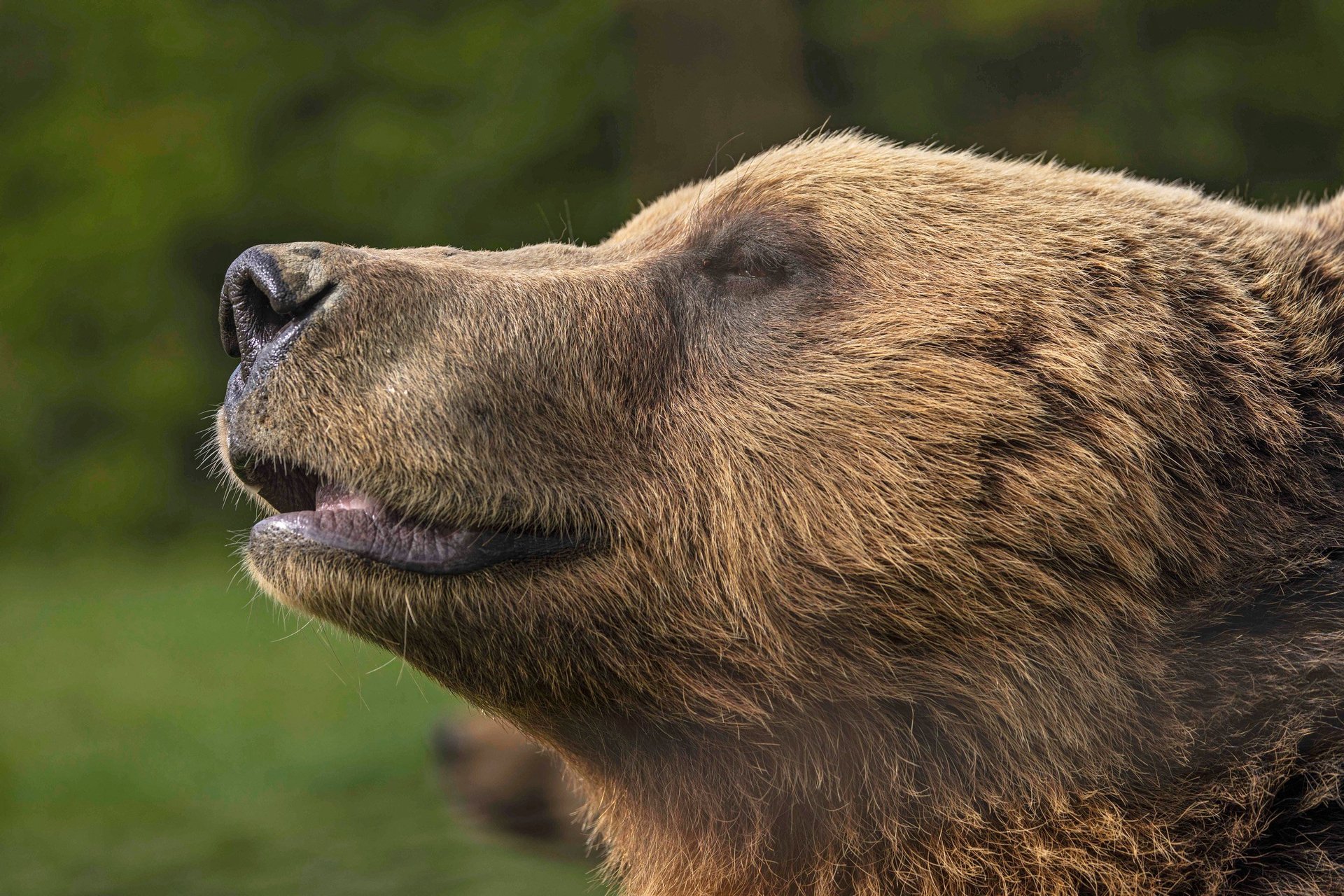 Bjørn indsnuser den friske luft i de smukke naturomgivelser i Libearty Bjørnereservat i Rumænien.