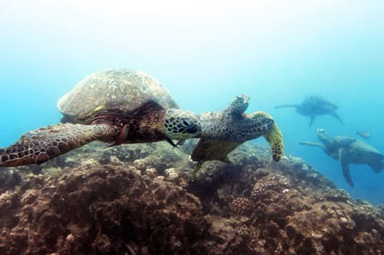 A group of sea turtles