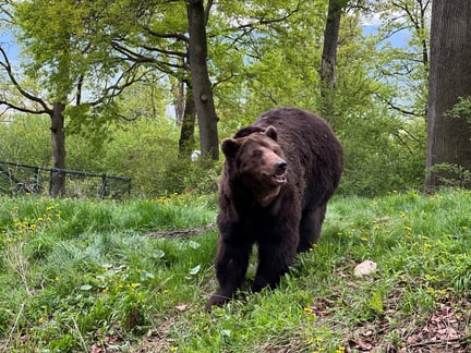 Bjørnen Bolik nyder livet i bjørnereservatet Libearty i Rumænien