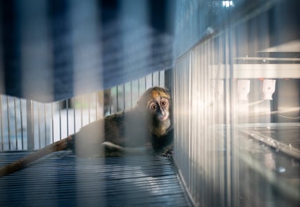 En abe på et thailandsk marked. Foto: Andrew Skowron