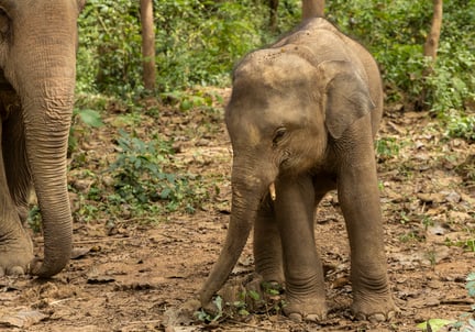 Den kække elefantunge Tong Sing i Mandalao elefantreservat.