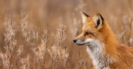 a red fox in the wild