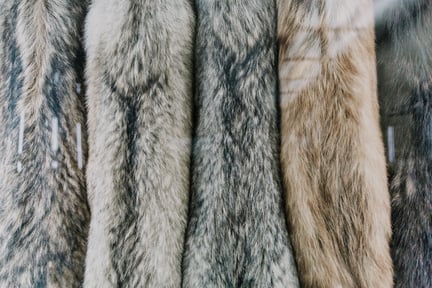 Modebranchen bakker op om et pelsforbud i hele EU