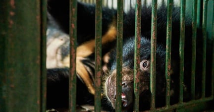 Bjørnen Na er blevet reddet fra en bjørnefarm i Vietnam og transporteret til et reservat drevet af FOUR PAWS.