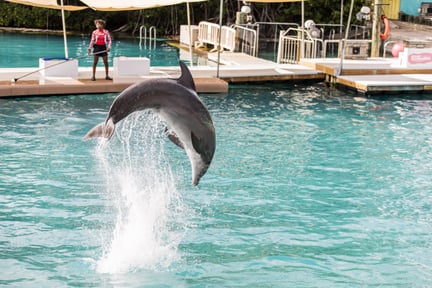 Foto fra delfinshow i Miami Seaquarium
