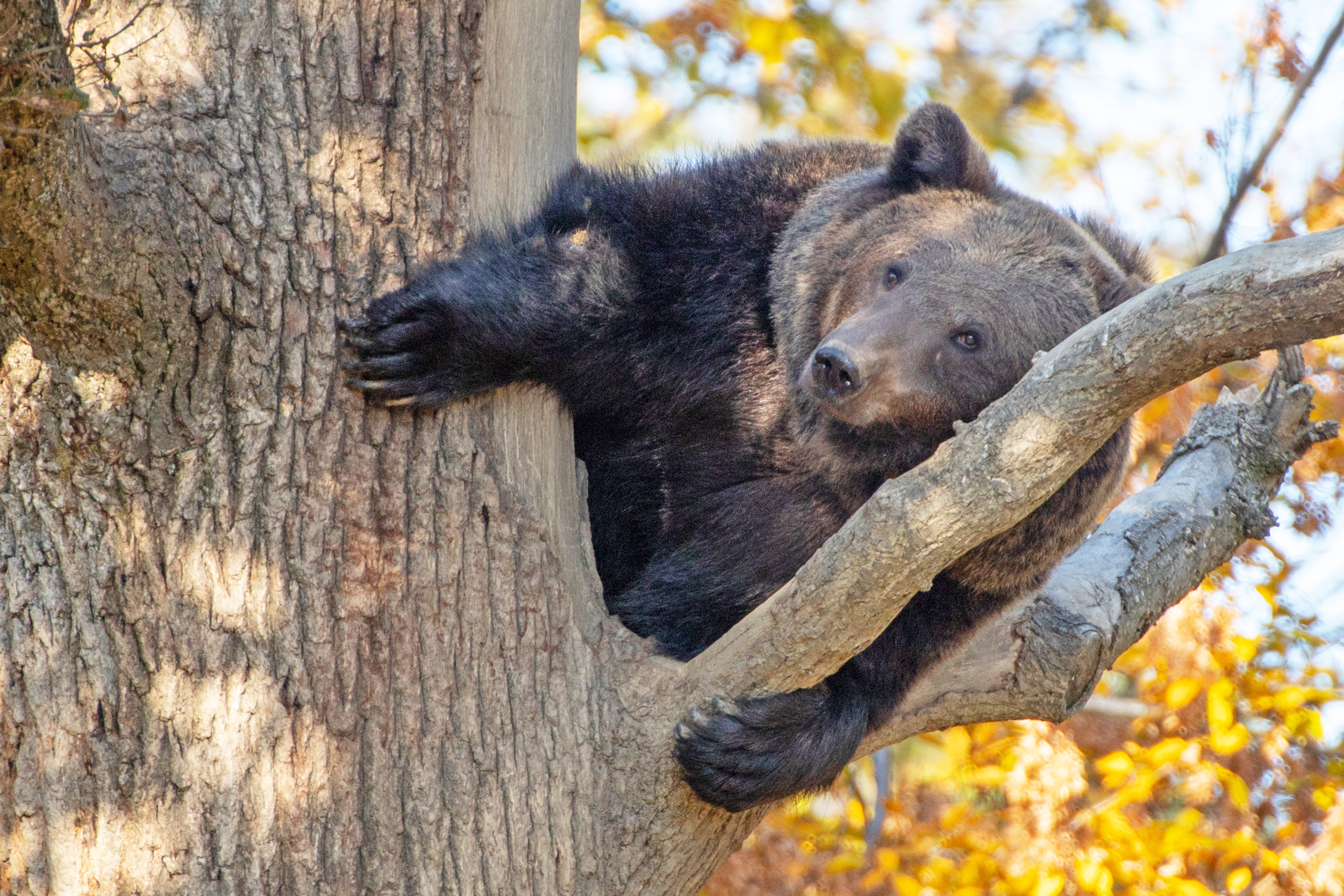 Bjørn sidder i træ