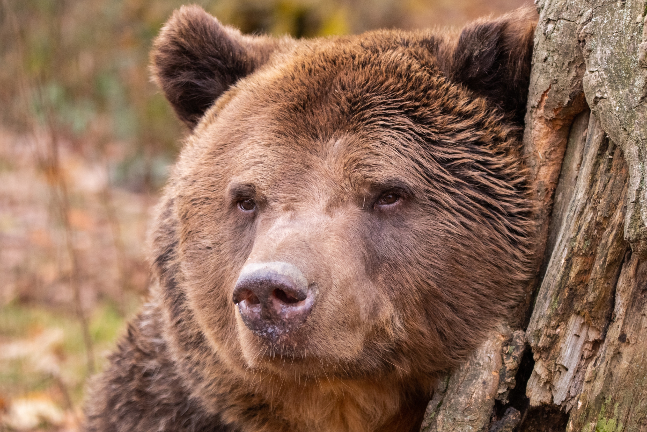 Close-up af bjørn