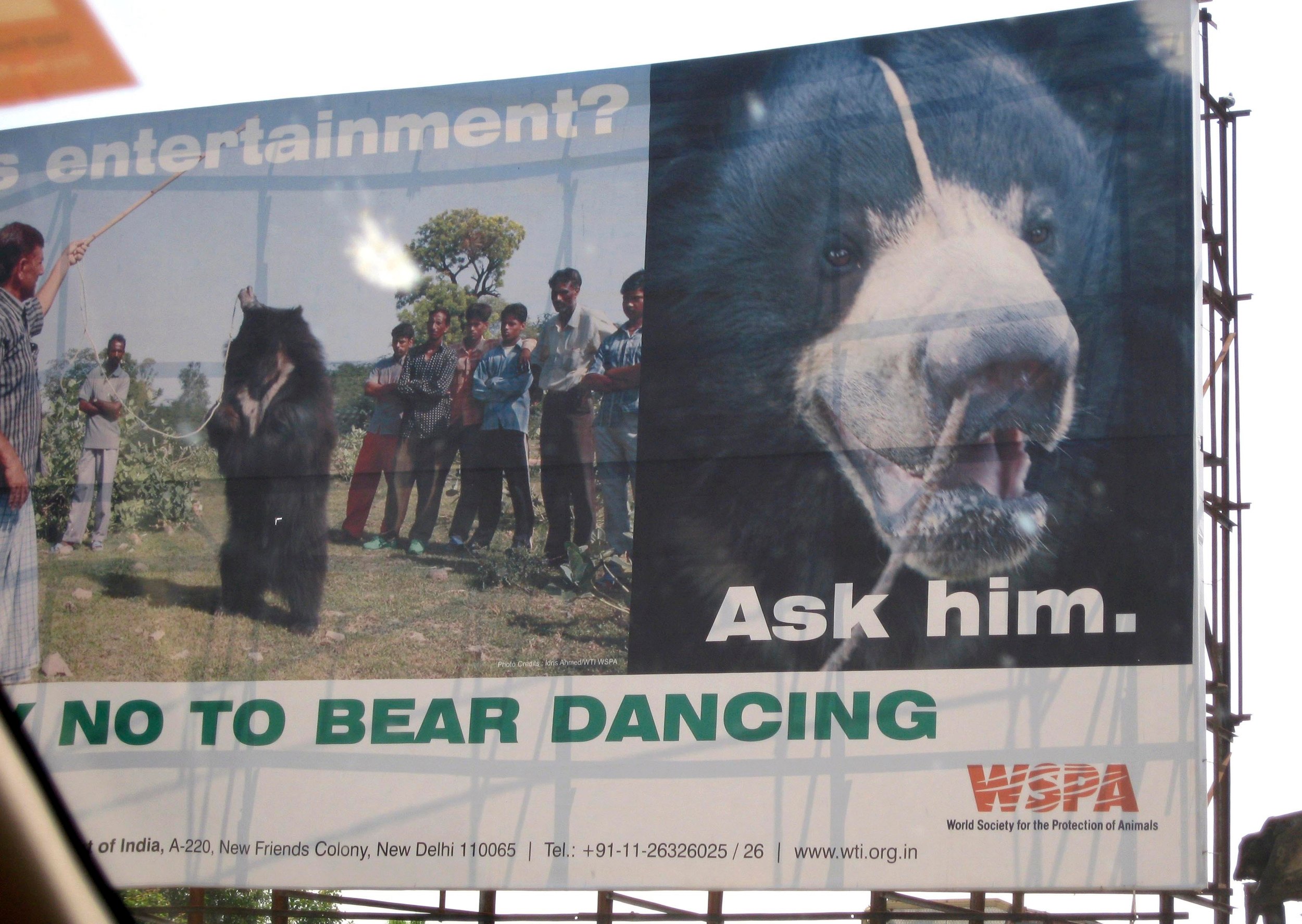 Plakatkampagne mod dansebjørne