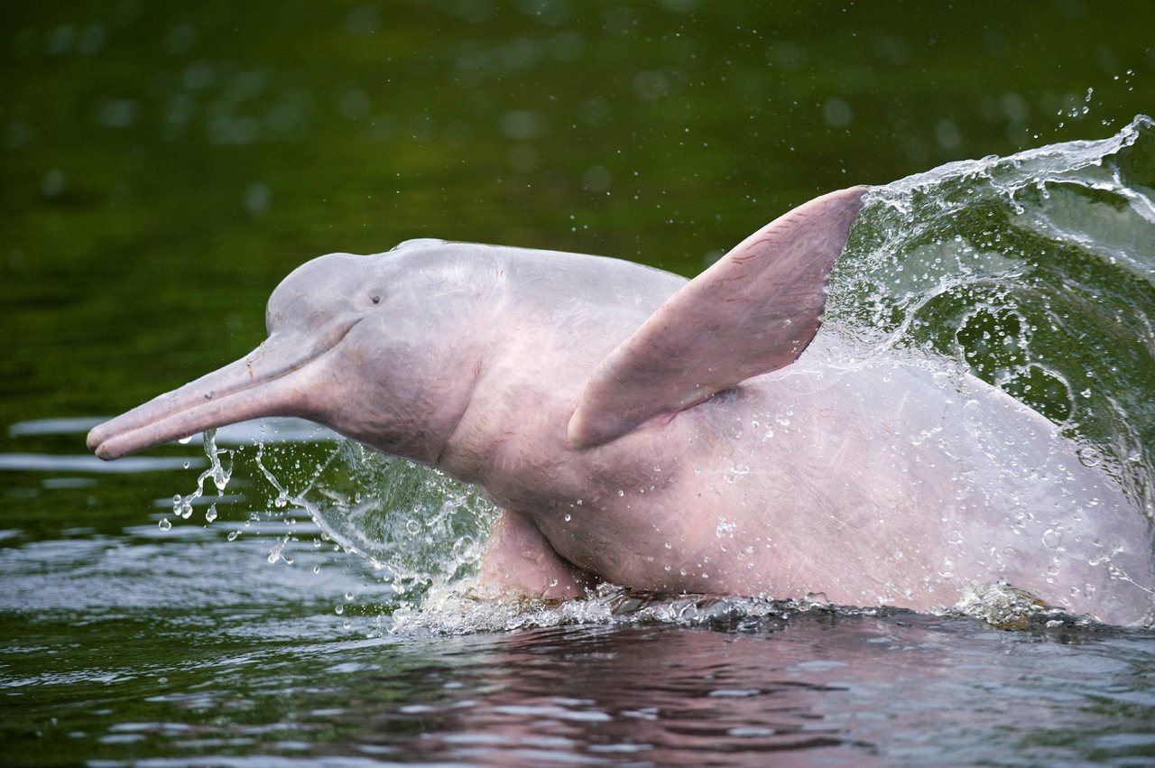 Lyserød floddelfin i Amazonas