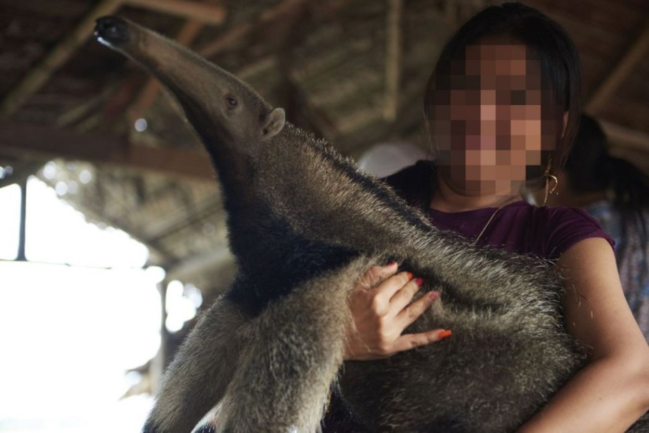 03_anteater_selfie_peru_credit_world_animal_protection_nando_machado_1019531