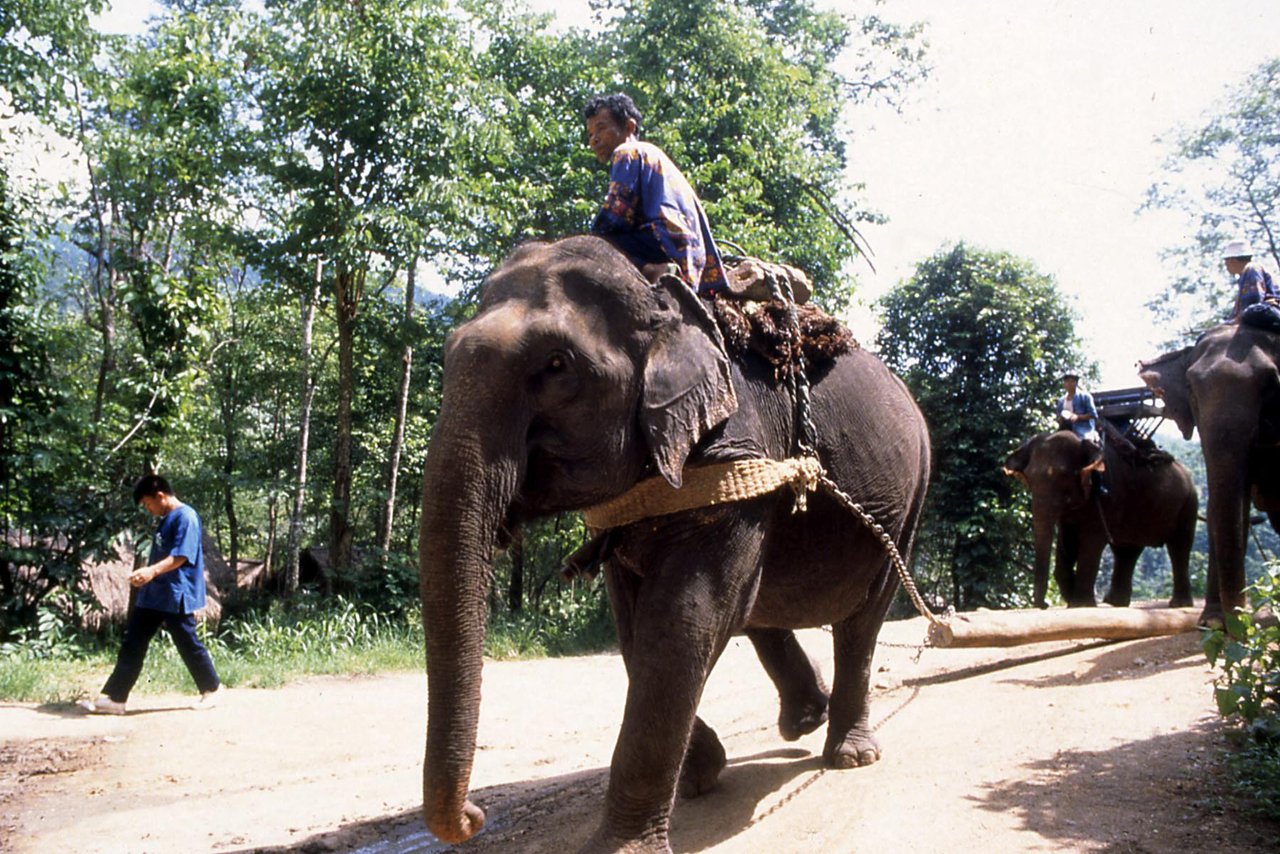 Nam Gaew og to andre reddede elefanter