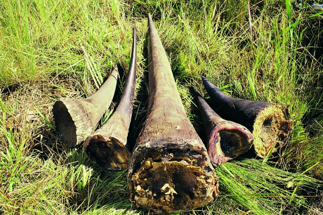 Beslaglagte horn fra næsehorn