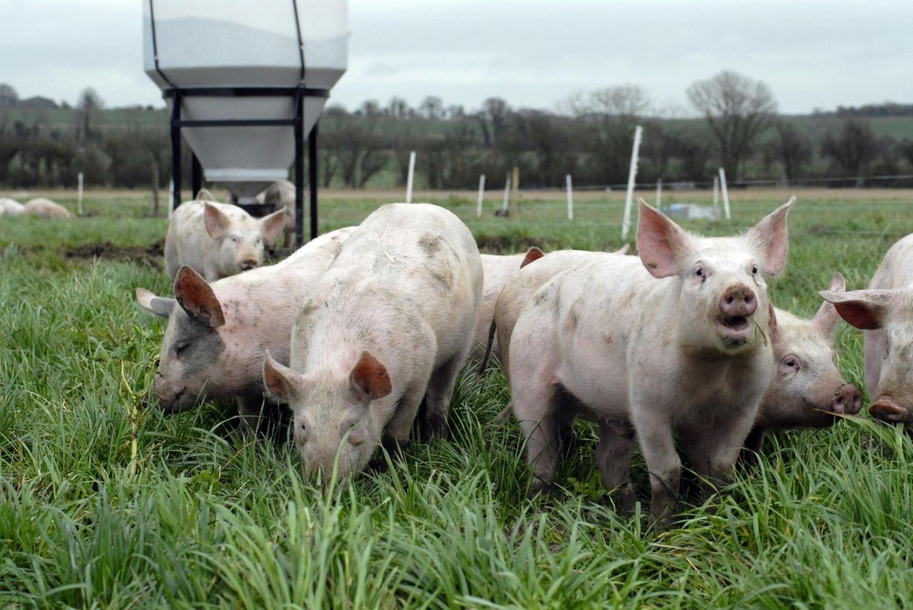 Pigs at a high welfare farm